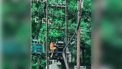 Leopard, peacock deaths spark call for transformer safety cover