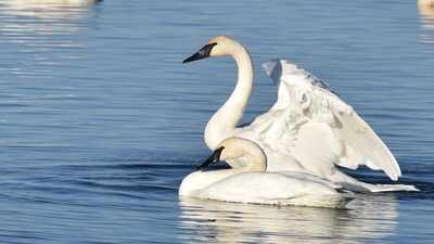 In 1960, Turnbull refuge workers began reintroducing trumpeter swans; 37 cygnets arrived over four years, and 21 years after losing his mate, Solo fathered a new brood