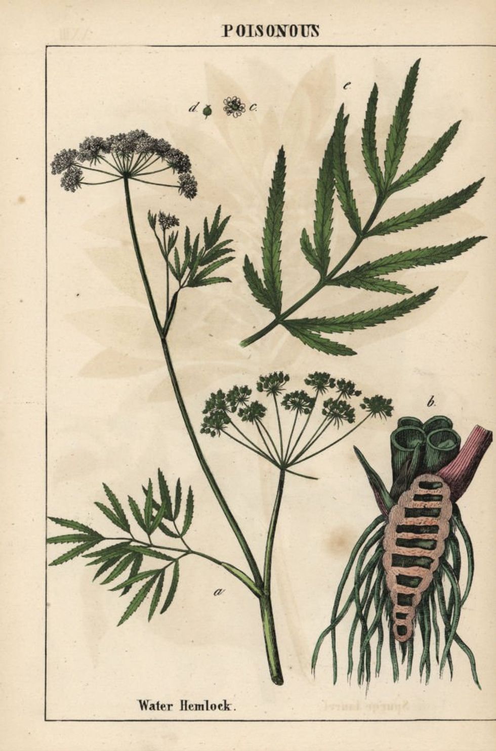 \u200bWater hemlock