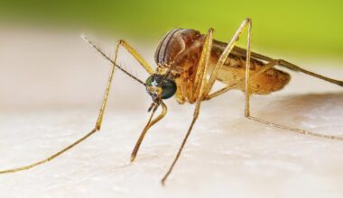 Are mosquitoes, ticks and fleas turning California into a disease hotspot?