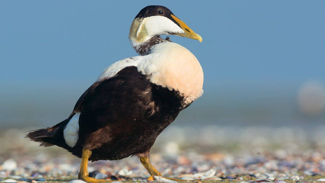 Common Eider. Image Credit: Ryzhkov Sergey/Wikipedia What happened to the seabird colony of the Alaskan island