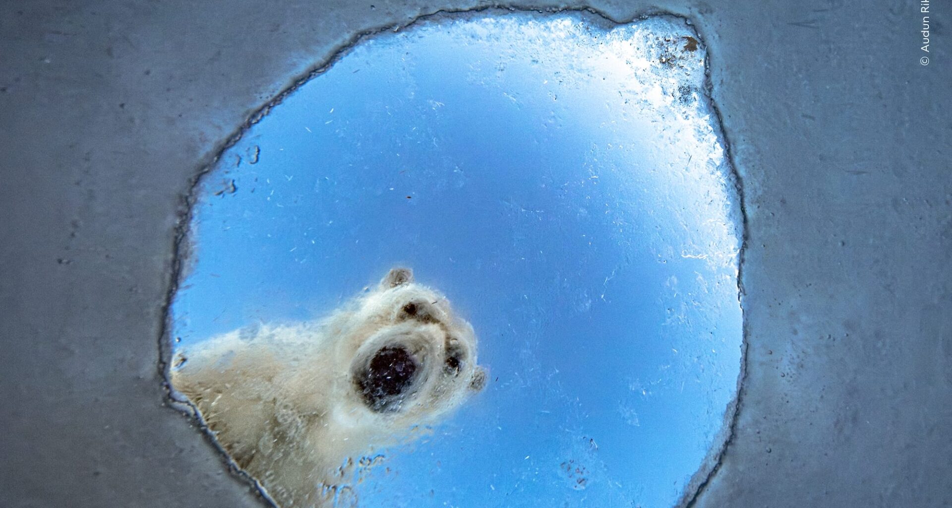 a photograph of a polar bear looking down into a hole, as if viewed from a seal