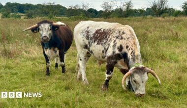 Two long-horned cattle stand in a grassy meadow beneath a cloudy sky. One white-and-brown speckled animal grazes with its head down in the foreground, while a darker brown and white animal faces the camera. Trees and open countryside stretch across the background.