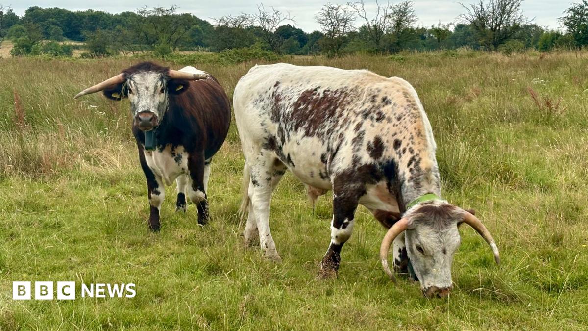 Two long-horned cattle stand in a grassy meadow beneath a cloudy sky. One white-and-brown speckled animal grazes with its head down in the foreground, while a darker brown and white animal faces the camera. Trees and open countryside stretch across the background.