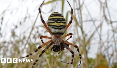 Wasp spiders increasingly seen in West Midlands - BBC