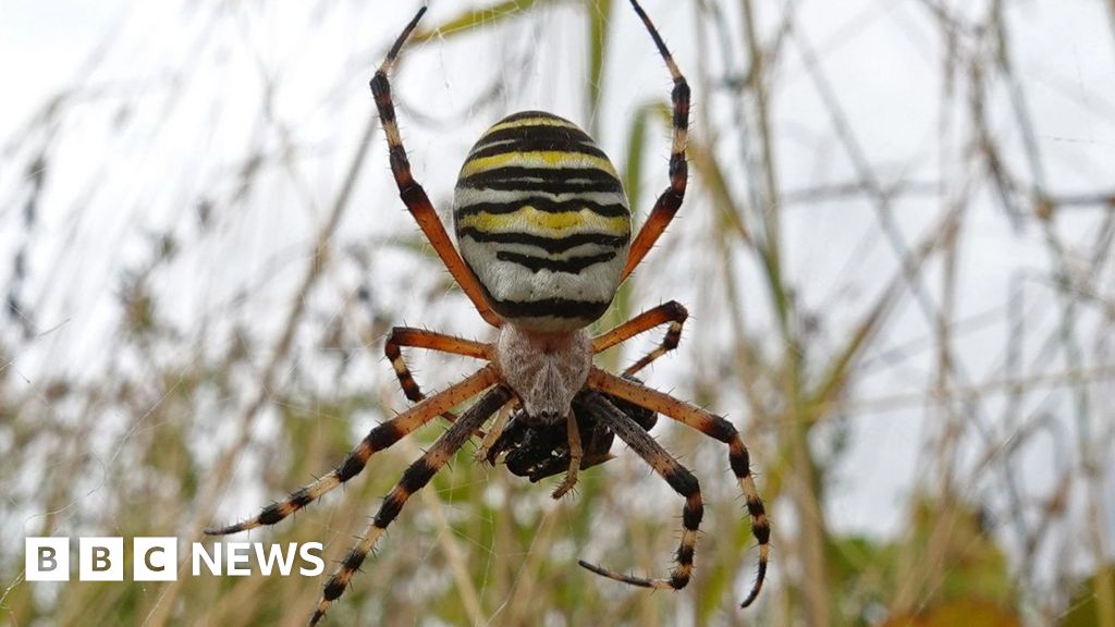 Wasp spiders increasingly seen in West Midlands - BBC