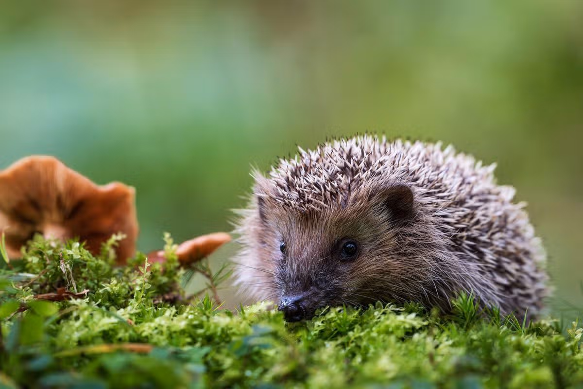 A wild European hedgehog