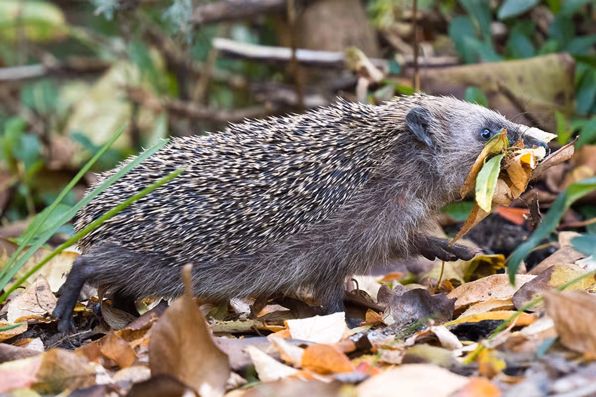 A hedgehog in a garden