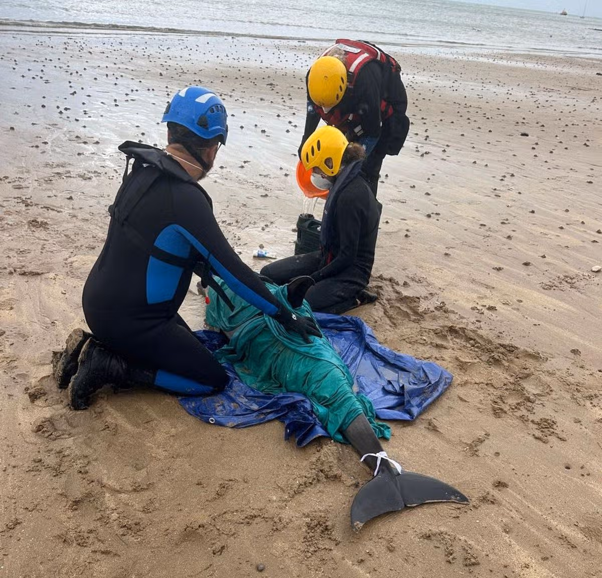 It is understood that the dolphins have moved away from the area