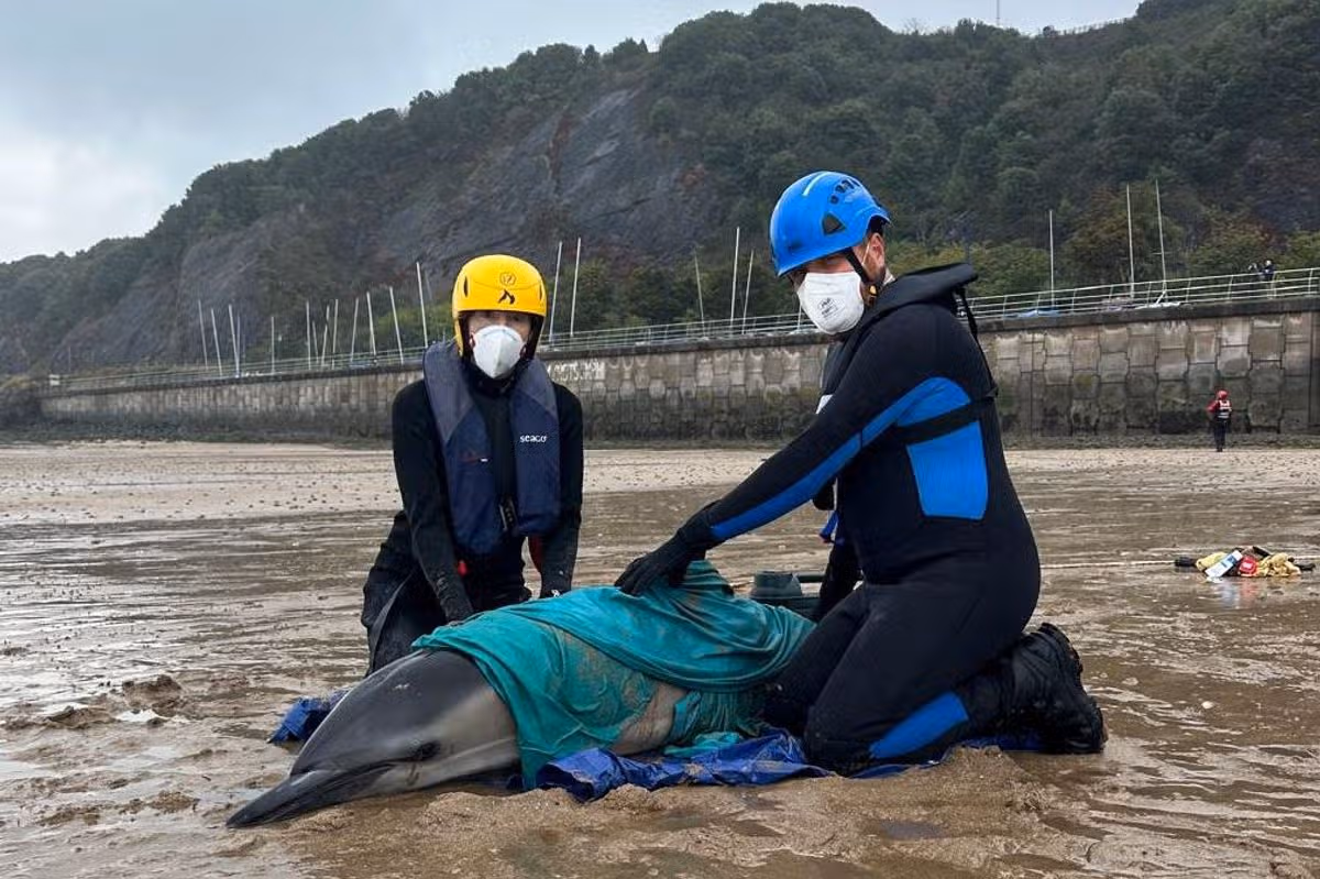 One dolphin required further attention