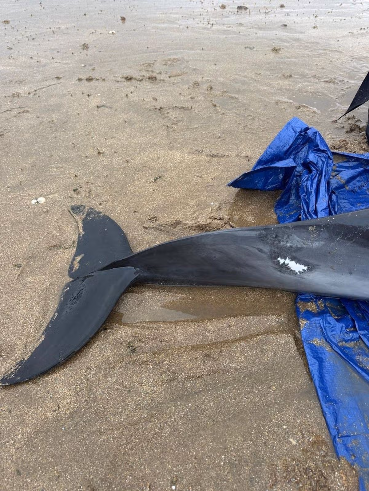 The dolphin was identified as a young female