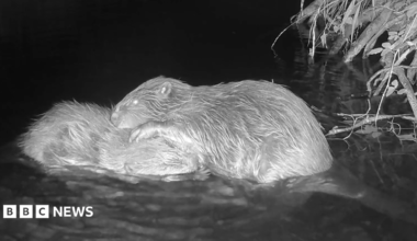 A black and white image from an outdoor trail camera on Exmoor. The photo shows two beavers snuggled up in water, near a bush.