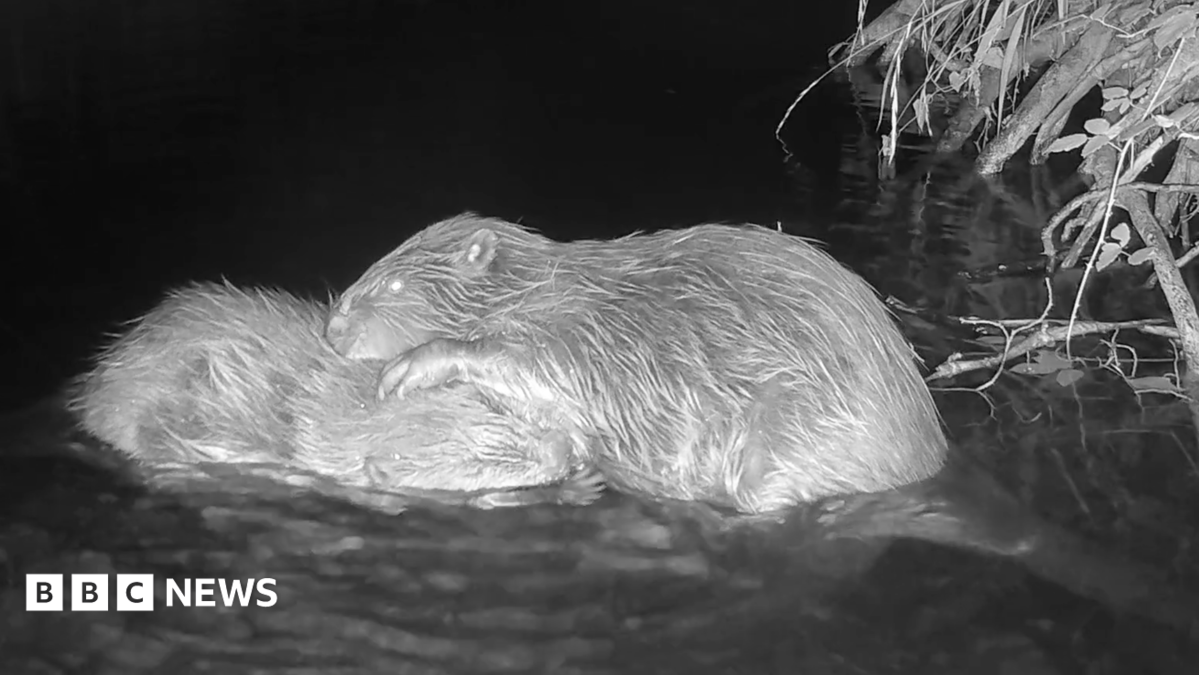 A black and white image from an outdoor trail camera on Exmoor. The photo shows two beavers snuggled up in water, near a bush.