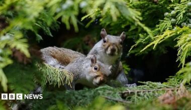 Two grey squirrels are huddled together in woodland pine looking startled. There are tinges of red in their coats. There is a bunch of berries on some leaves.