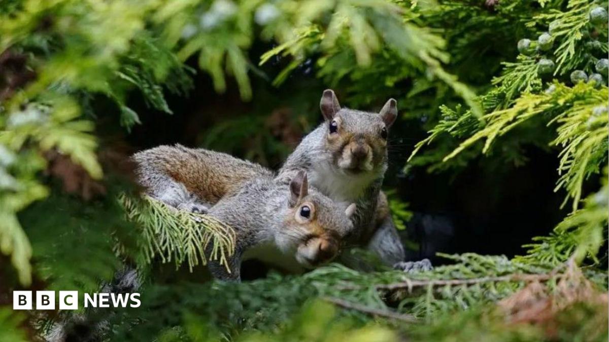 Two grey squirrels are huddled together in woodland pine looking startled. There are tinges of red in their coats. There is a bunch of berries on some leaves.