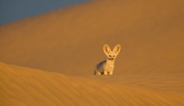 A fennec fox in the sand dunes of the Sahara desert on Africa: Earth's Wild Home