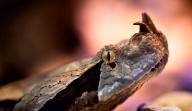 Photo of deadly viper in California tree was fake AI, cops say - The Independent