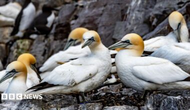A group of hunters sitting on rocks at the top of a cliff, gutting and feathering gannets against a backdrop of blue sea and skies.