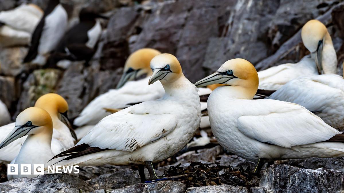 A group of hunters sitting on rocks at the top of a cliff, gutting and feathering gannets against a backdrop of blue sea and skies.