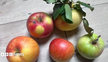 The apples vary in size, shape, and colour, suggesting they may be from different varieties or different stages of ripeness. Most have a smooth skin with a slight natural sheen.