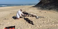 A white shark savaged by an orca lies on the beach in Chintsa Bay, in the Eastern Cape, with a common dolphin ﻿lying alongside it, which had been eaten by the shark. Photo: Kevin Cole