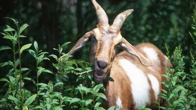 In 1870, goats were left on a tiny Seychelles island; 50 years later, conservationists had to eradicate them to save its native ecosystem