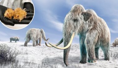 AI enlisted as woolly mammoth revival timeline slips to 2030s