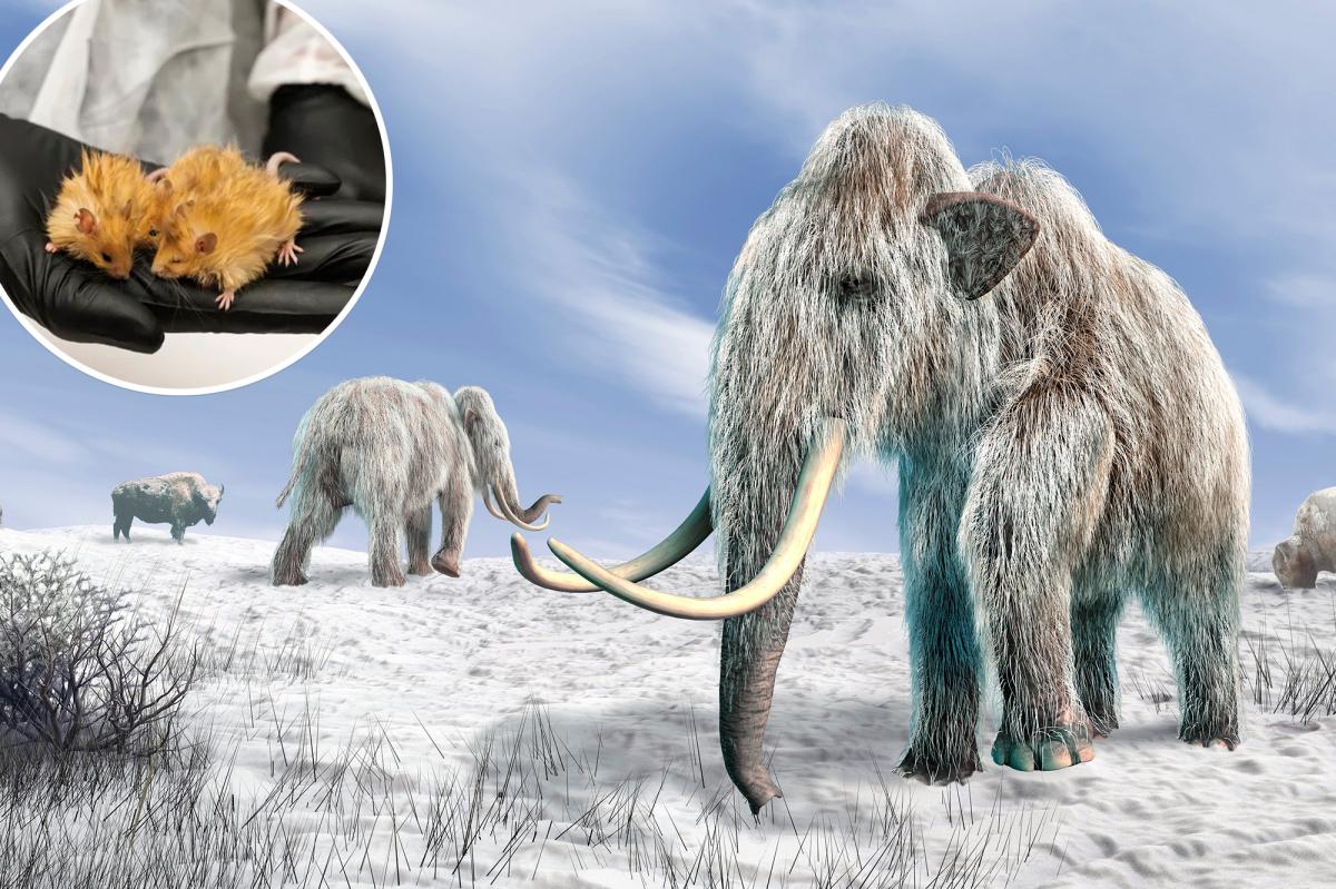 AI enlisted as woolly mammoth revival timeline slips to 2030s