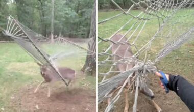 Long Island deer gets caught in NY hammock