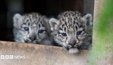 Photo of two snow leopard cubs peeking out of the entrance to their enclosure.