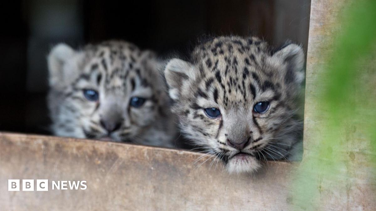 Photo of two snow leopard cubs peeking out of the entrance to their enclosure.