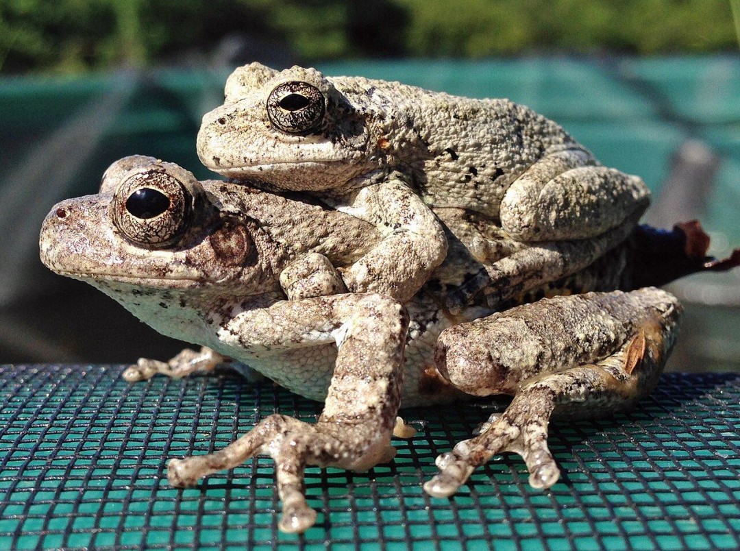 Frogs Make Poor Mating Choices When Overwhelmed