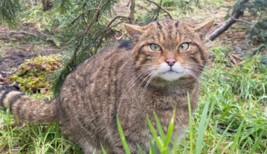 Scottish wildcat project celebrates 50 releases in Highlands