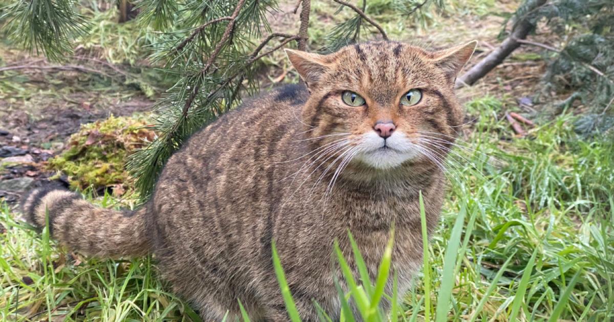 Scottish wildcat project celebrates 50 releases in Highlands