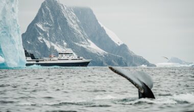 Krill supplements: Why Coles and Woolworths stopped sales amid international pressure to protect penguins and whales