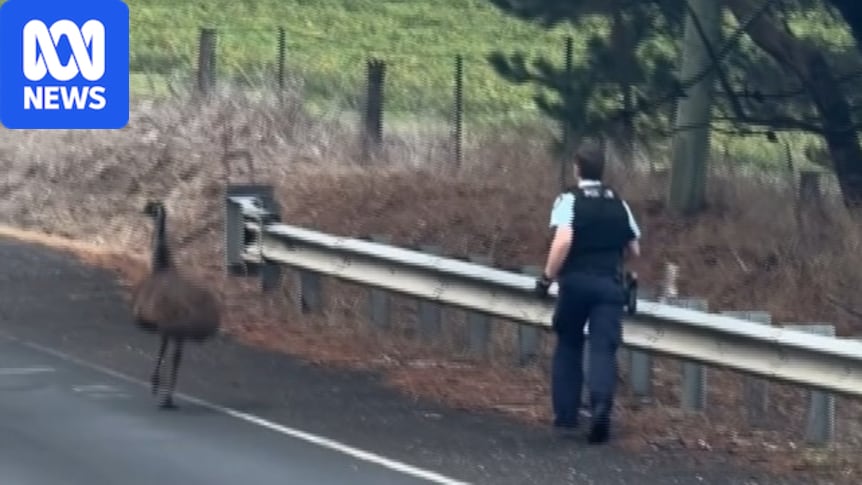 Runaway emu leads to unexpected police pursuit near Orange