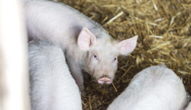 United Kingdom: £13m to Turn Cutting-Edge Research Into Real-World, Farming Solutions
