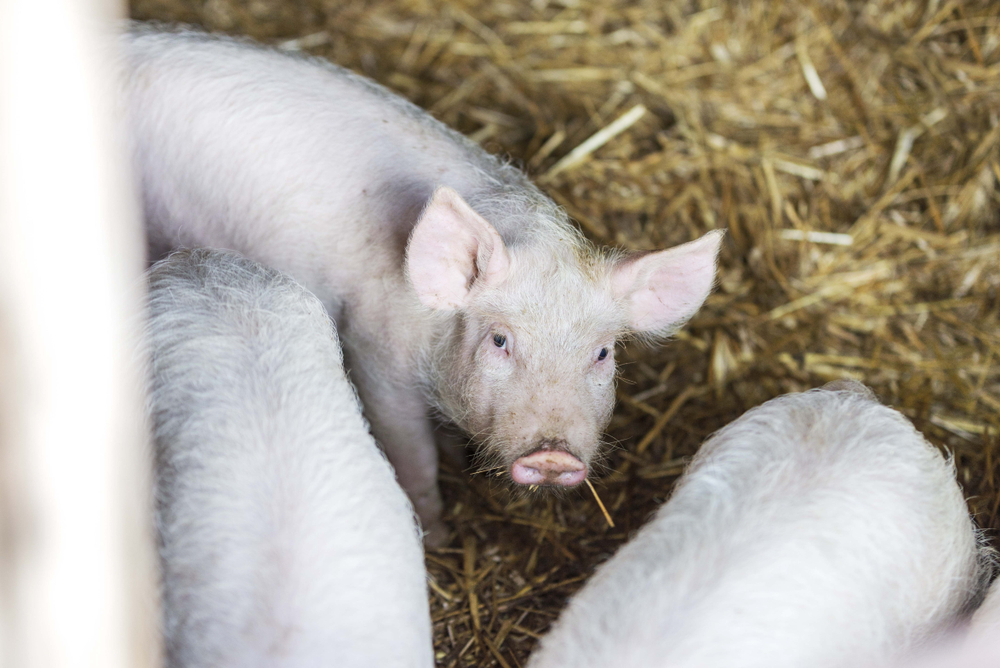 United Kingdom: £13m to Turn Cutting-Edge Research Into Real-World, Farming Solutions