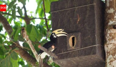 Meet Yanin ‘Proud’, a 17-year-old Thai student who built artificial hornbill nests from recycled plastic and won two global conservation awards | World News