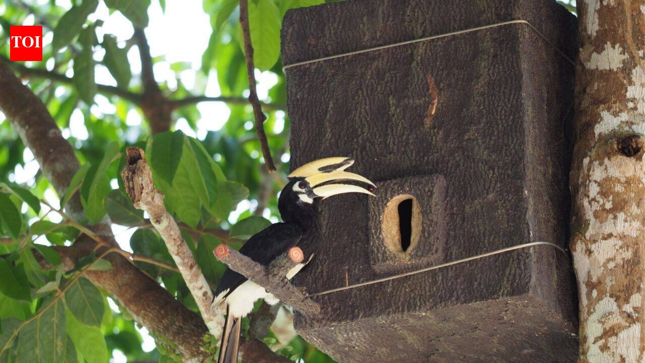 Meet Yanin ‘Proud’, a 17-year-old Thai student who built artificial hornbill nests from recycled plastic and won two global conservation awards | World News