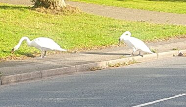 mystery swans on road by Nantwich Lake