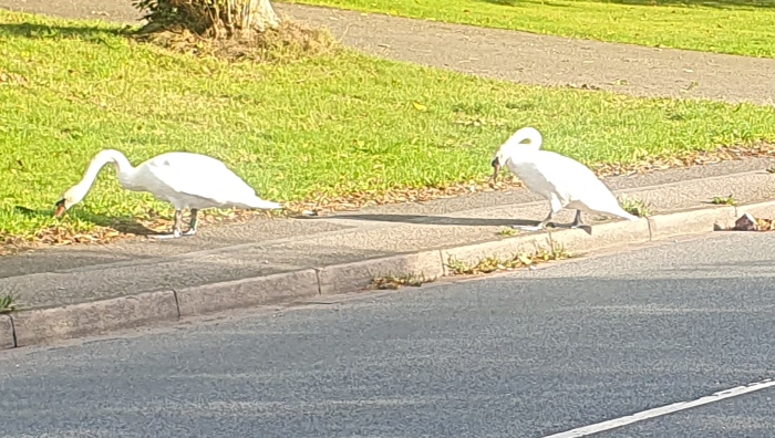 mystery swans on road by Nantwich Lake