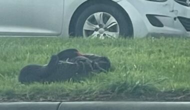 Black Swan Guards Injured Mate For Days On Highway Median As Countless Cars Pass By