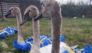 Baby swans rescued in IKEA bags from roadside in Somerset