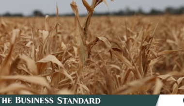 World food prices at highest since 2022 as supply risks mount, FAO says