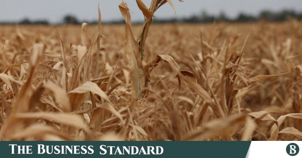 World food prices at highest since 2022 as supply risks mount, FAO says