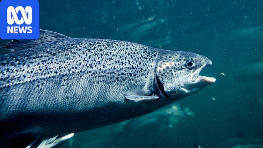 Animal welfare claim launched against Tasmanian salmon industry by Animals Australia