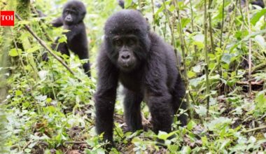 Ugandan communities planted 4,053 trees beside one of Africa's great rainforests; now the new forest is rebuilding a damaged wildlife buffer |