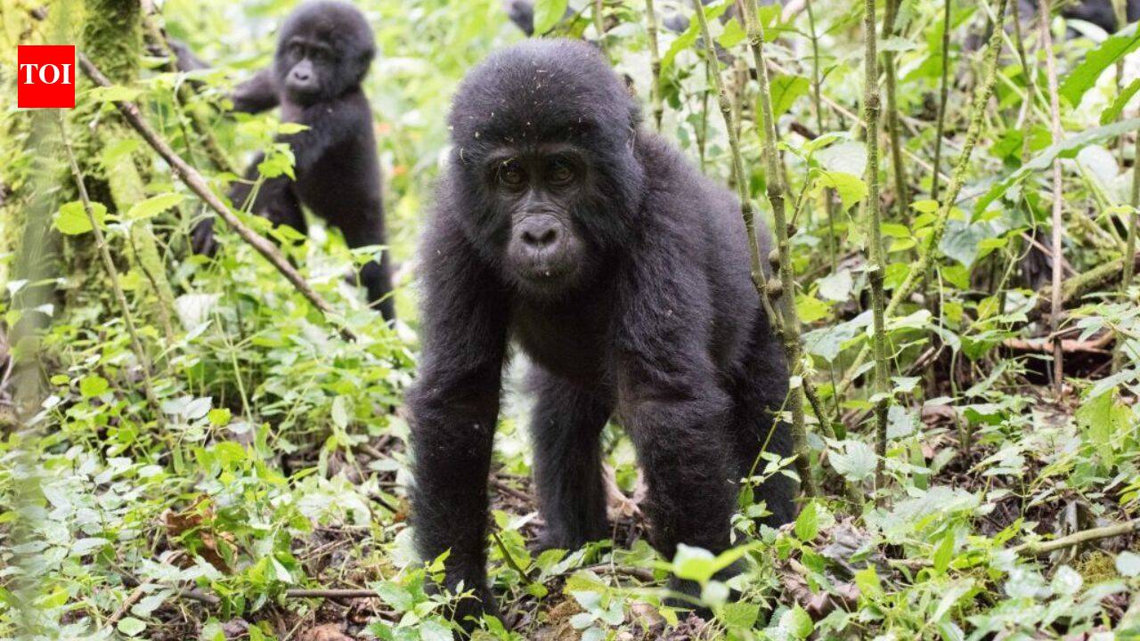 Ugandan communities planted 4,053 trees beside one of Africa's great rainforests; now the new forest is rebuilding a damaged wildlife buffer |