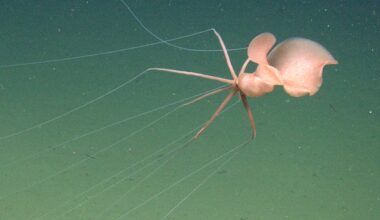 Bizarre deep-sea squid captured on video for first time off California coast